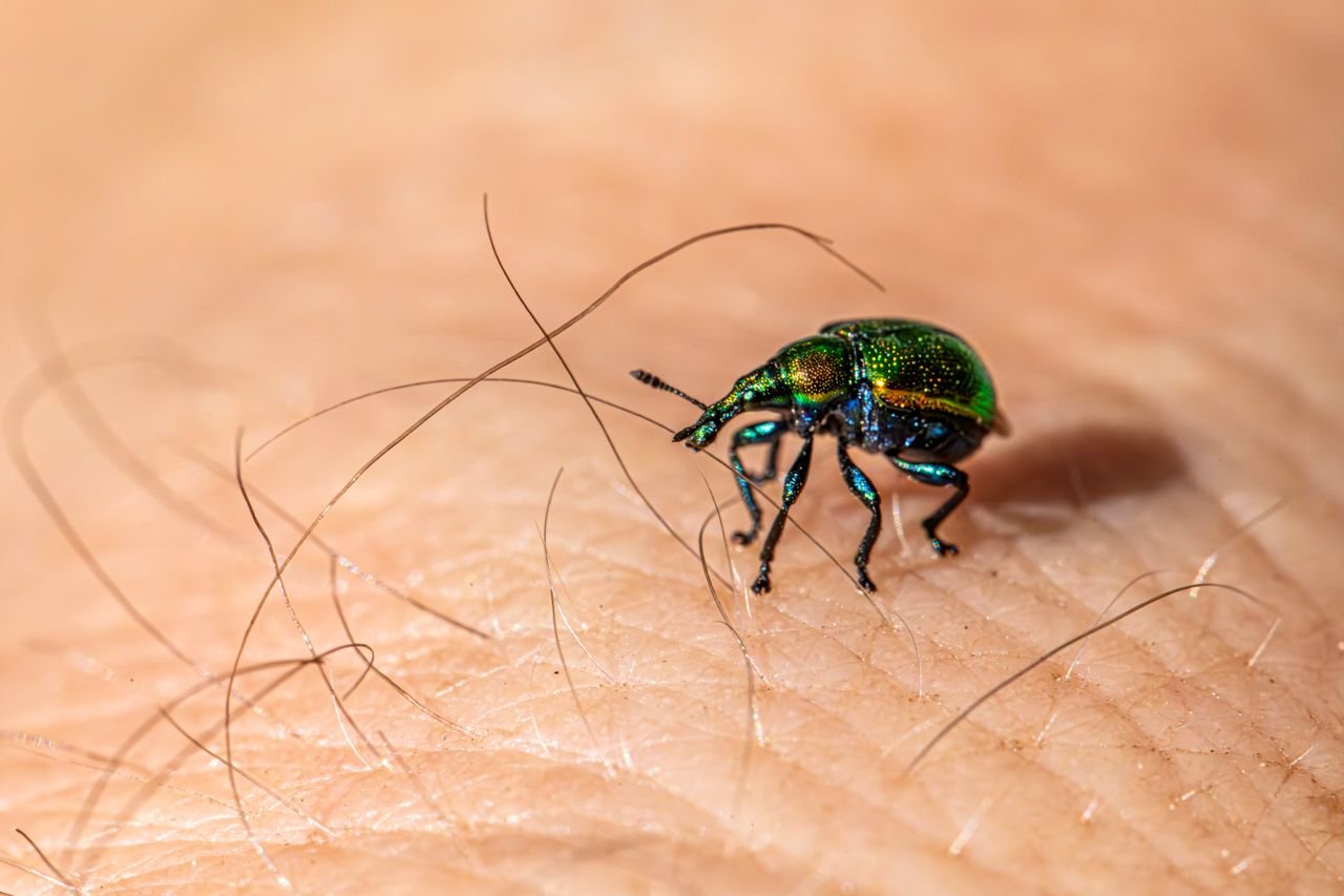 Crafting Captivating Headlines: Your awesome post title goes here Close-up of a green beetle on human skin, showing insect anatomy in detail.