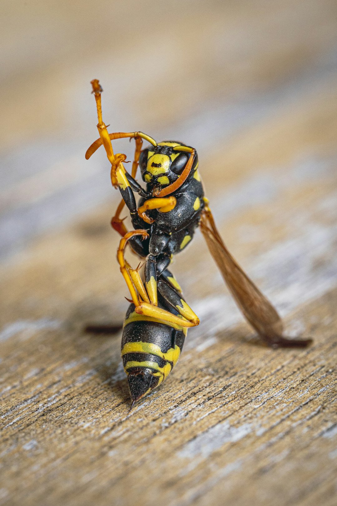 about-img-02 a-yellow-and-black-insect-sitting-on-top-of-a-wooden-table-tzezbli049s