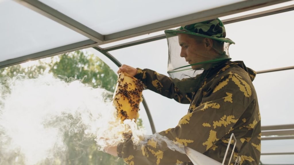 Beekeeper man checking wooden frame before harvesting honey in apiary on summer sunny day